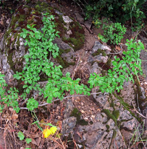 Mount Diablo Globe Tulip