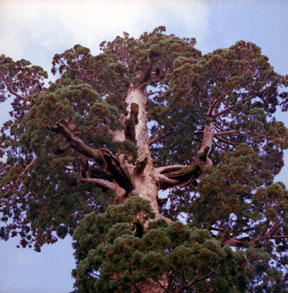 General Grant Canopy