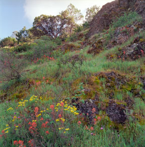 Field of Wildflowers