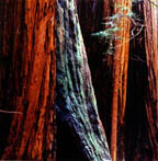 Muir Woods