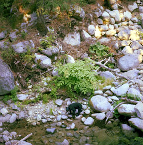Black Bear in Brandy Creek