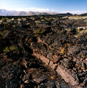 Tree Casts