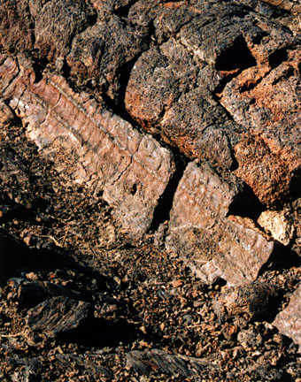 Tree Cast Close-Up