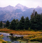 Grand Tetons and Moose
