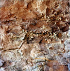 Dinosaur Quarry