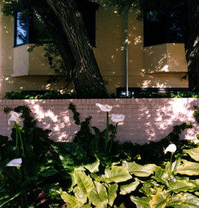 Eclipse in Tree Shadows in Garden