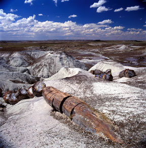Crystal Forest Trail