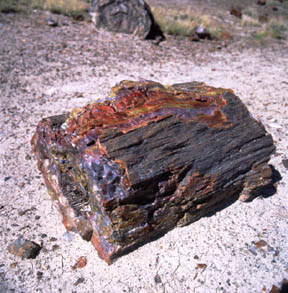 Rainbow Agate, Petrified Wood