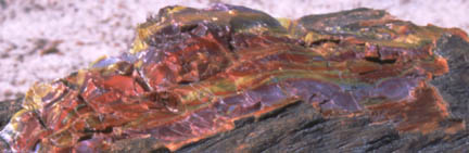 Close up of Petrified Wood
