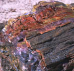 Petrified Forest