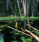 Alpine Pond