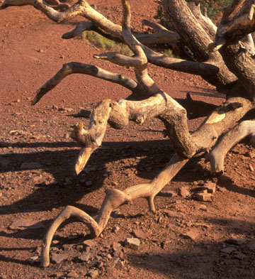 Close up of Walking Tree of the Kaibab Trail