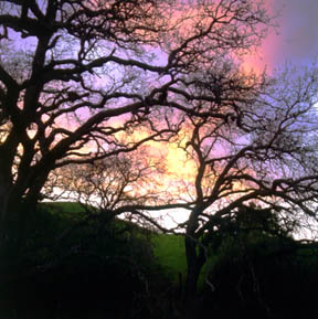 Acalanes Ridge Sunset No. 1
