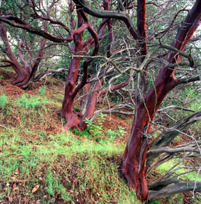 Mount Diablo Manzanita