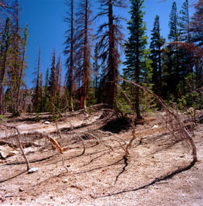 Dead Trees, Horseshoe Lake