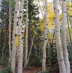 Birch Forest