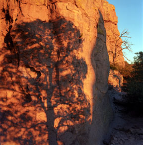 Tree Shadow