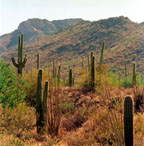 Saguaro National Park