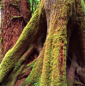 Coat of Moss, Quinault Rainforest
