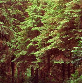Pattered Western Hemlock, Queets Rainforest