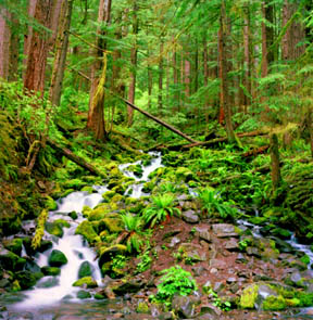Under the Canopy, Sol Duc Valley