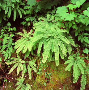 Maidenhair Fern, Hoh Rainforest