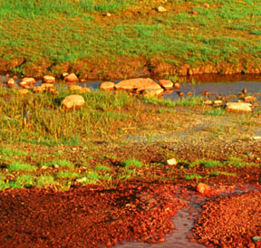 Soda Springs Close Up, Tuolumne Meadows