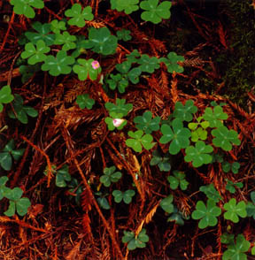 Clover and Needles