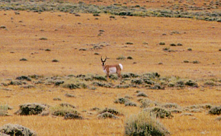 Prong-Horned Antelope Close-Up