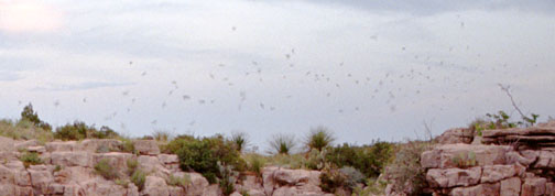 Close-up of Carlsbad Bats