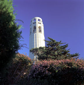 Coit Tower and Hedge