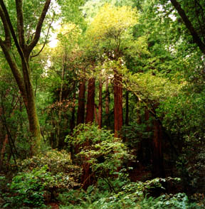 Hillside Trail No. 2, Muir Woods