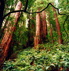 Hillside Trail No. 1, Muir Woods