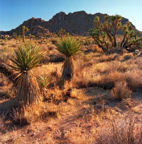 Weathered Feldspar Crystals