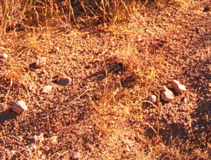 Close-up of Feldspar Crystals