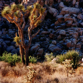 Joshua Tree Morning Light