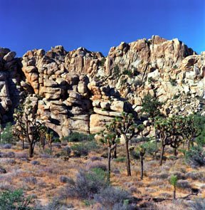 Joshua Trees and Quartz Monzonite