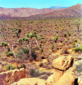 Joshua Trees and Mount San Gorgonio