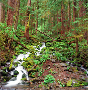 Under the Canopy, Sol Duc Valley